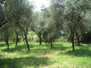 immagine annuncio vetrina