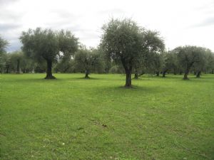 immagine annuncio vetrina