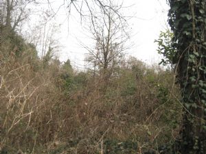 immagine annuncio vetrina